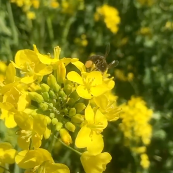 Compromiso con la biodiversidad